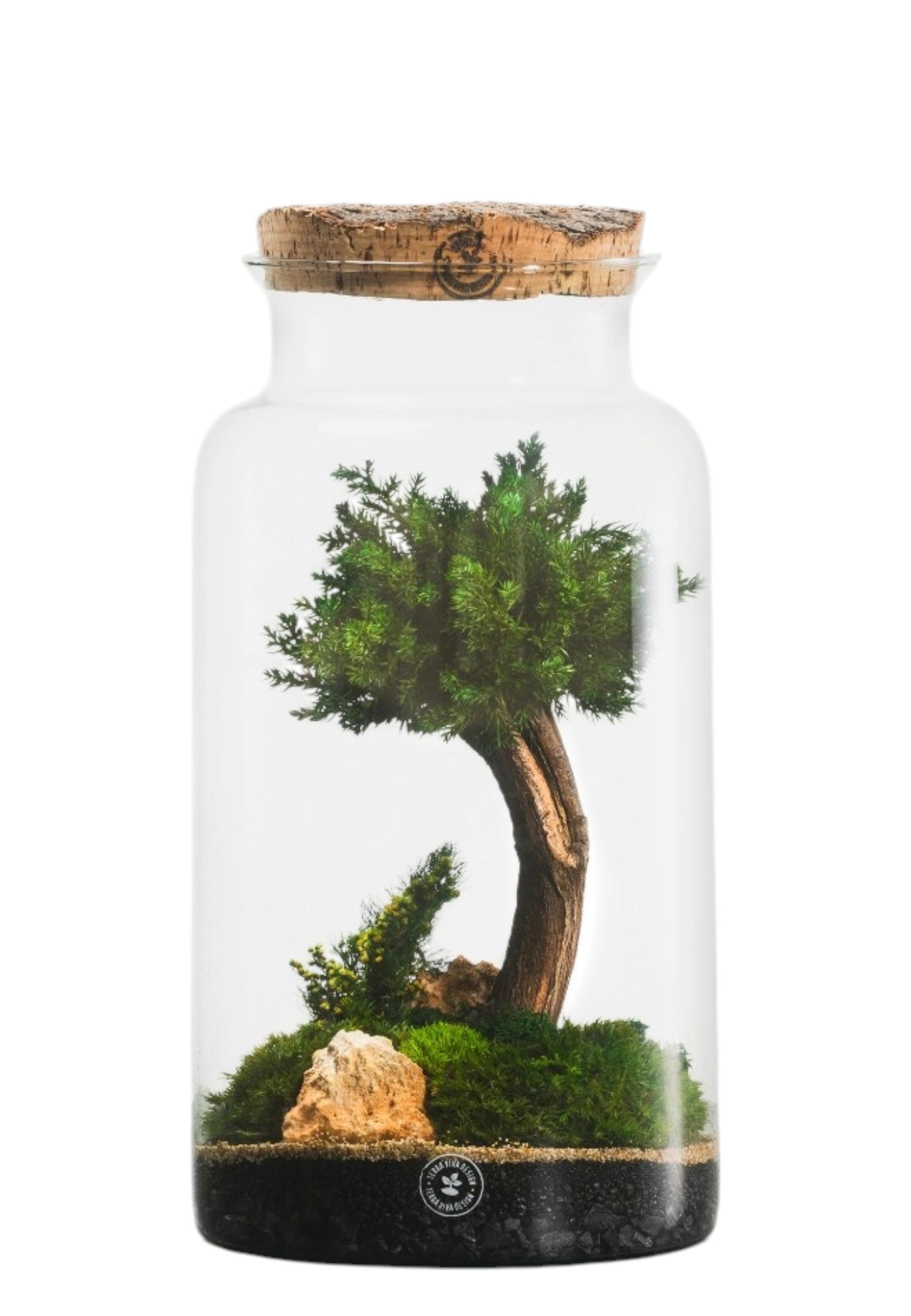 BONSAI Multicolor Evergreen