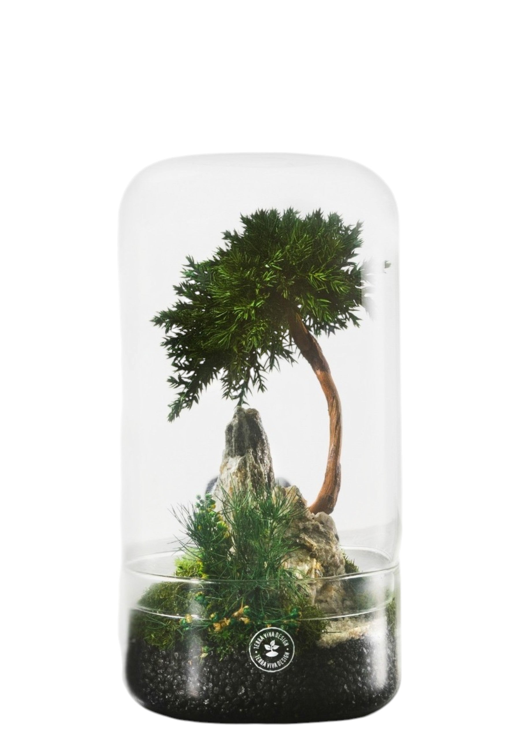 BONSAI Multicolor Evergreen