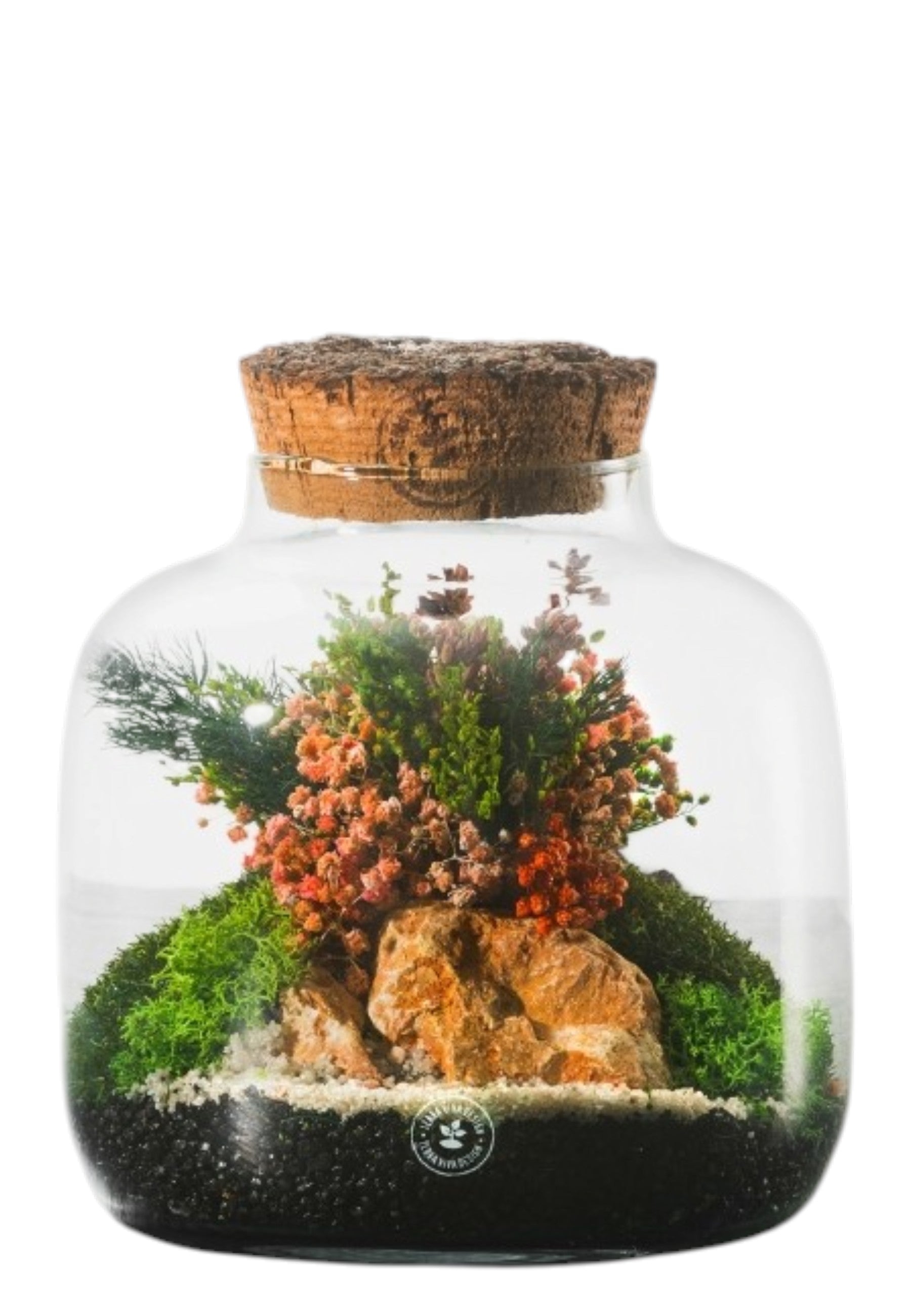 BONSAI Multicolor Evergreen