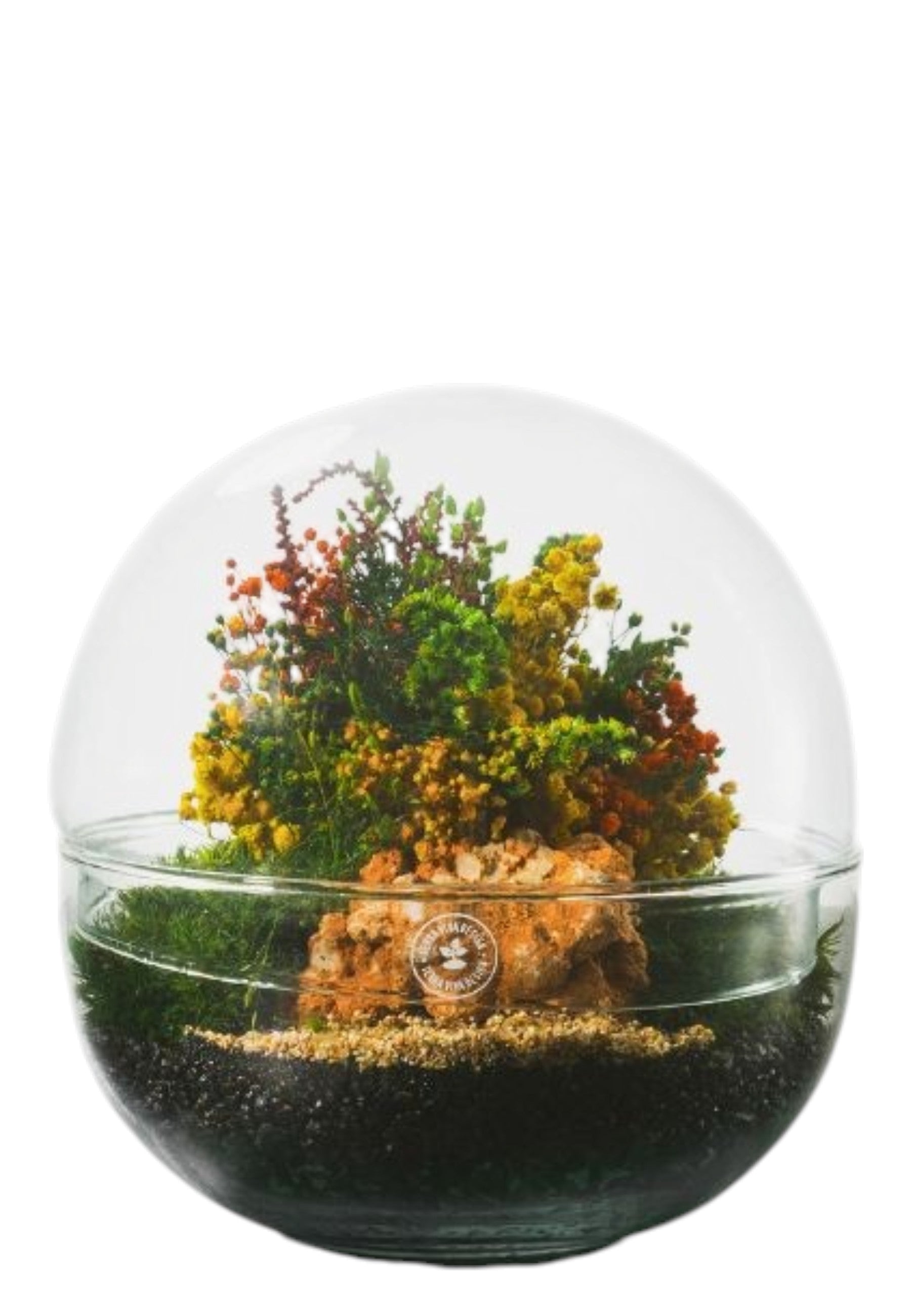 BONSAI Multicolor Evergreen