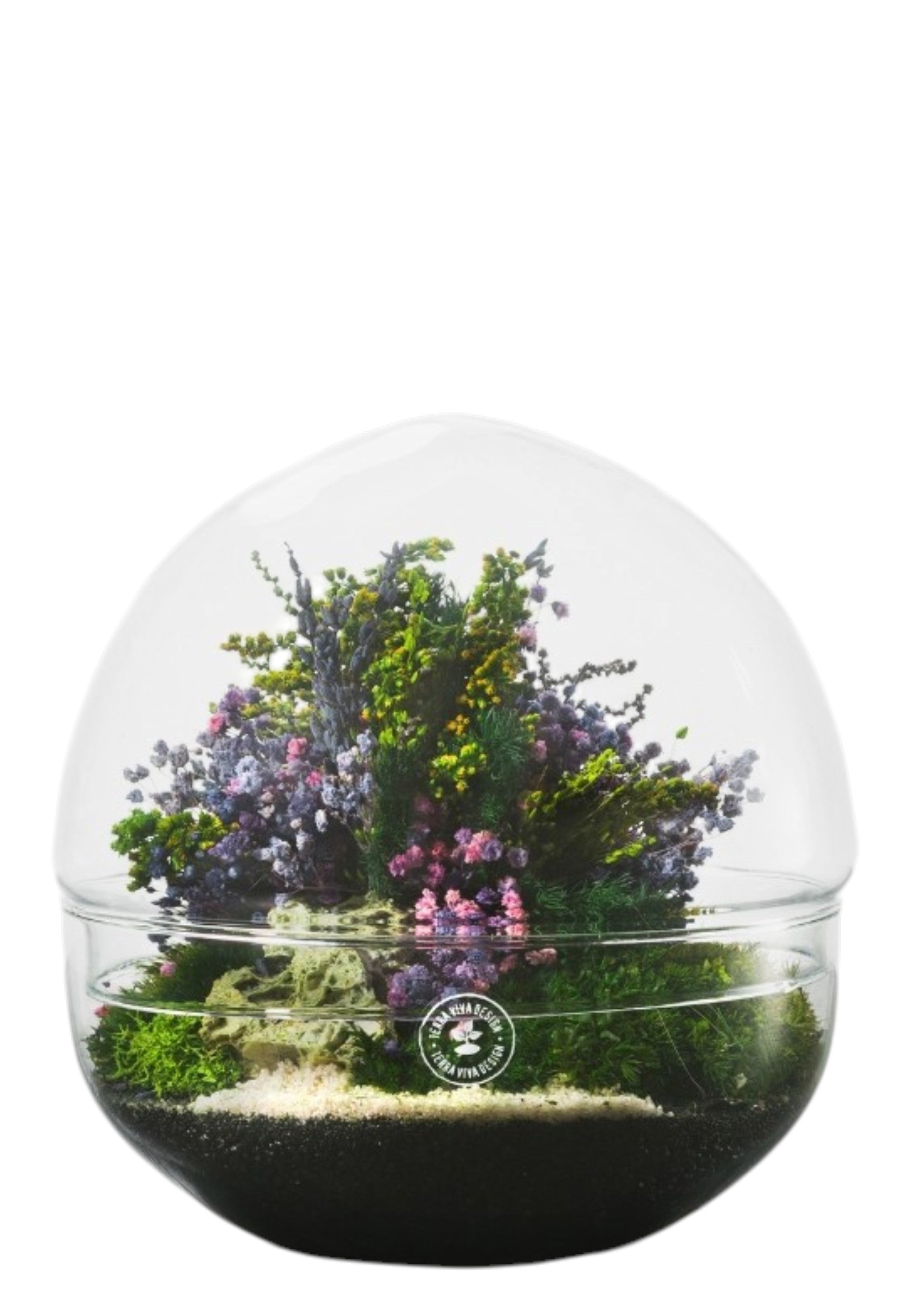 BONSAI Multicolor Evergreen