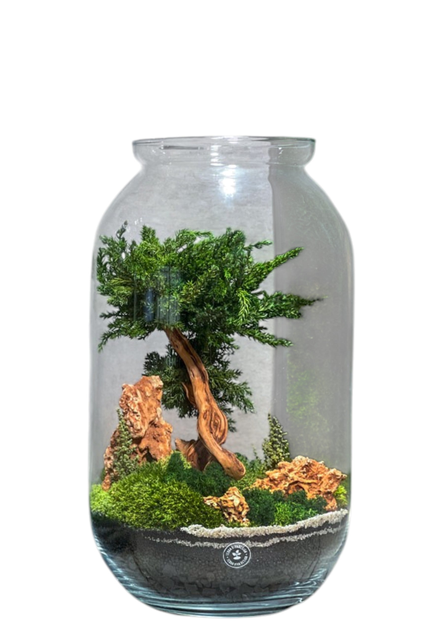 BONSAI Multicolor Evergreen