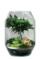 BONSAI Multicolor Evergreen