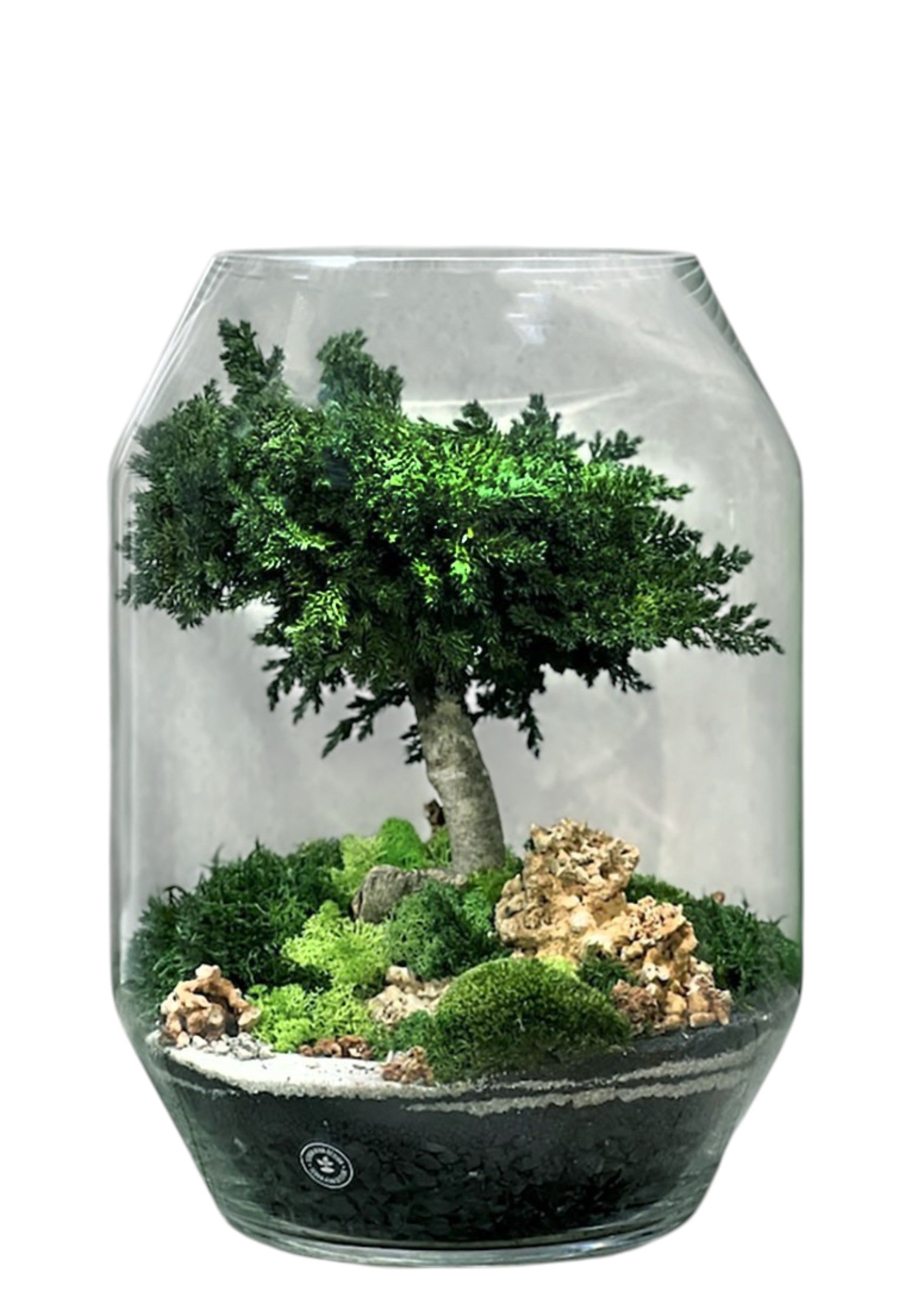 BONSAI Multicolor Evergreen